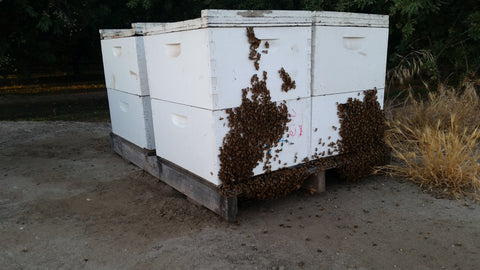 Live Bee Hives